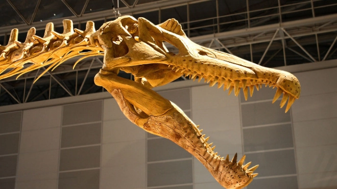 На Петроградской стороне петербуржцы заметили скелет динозавра