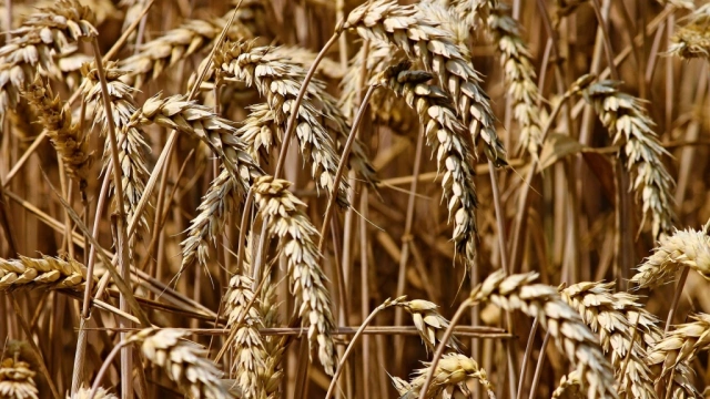 Минэкономразвития: в августе рост цен на пшеницу на разных рынках составил 0,7% - 19%