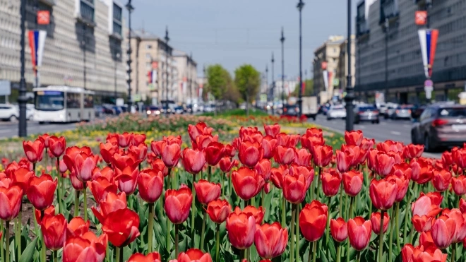 Южные районы Петербурга летом украсят 700 тыс. цветов