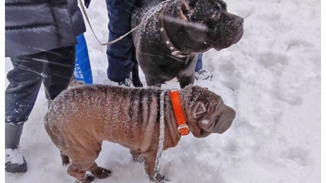 В Петербурге спасли двух породистых собак, брошенных под деревом в Удельном парке