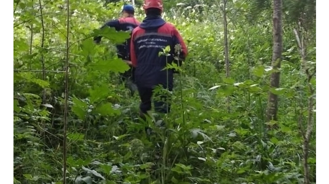 Спасатели вывели из леса заблудившуюся жительницу Ленобласти
