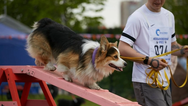 В акции "Необыкновенный кросс" приняли участие более 400 "собачников"