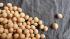 Россельхознадзор может ввести временный запрет на ввоз соевых бобов из Бразилии
