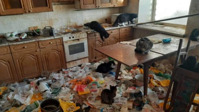 Около сотни кошек жили в арендованной квартире в Екатеринбурге