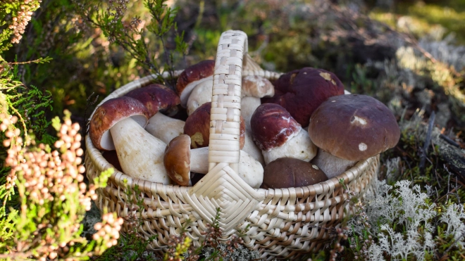 Фото: на выходных петербуржцы набрали полные корзины грибов 