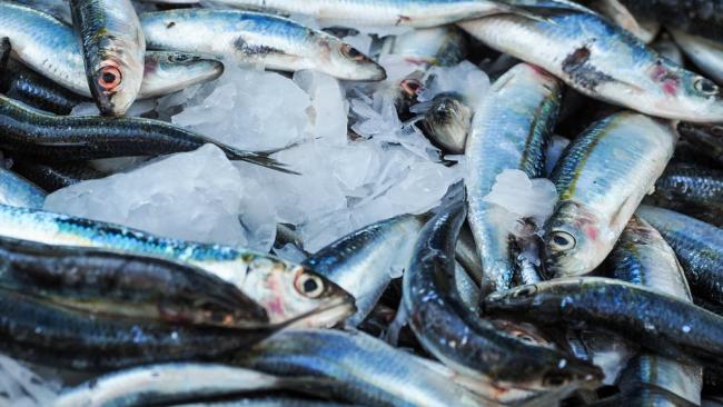 Правительство РФ расширяет меры господдержки рыбного промысла