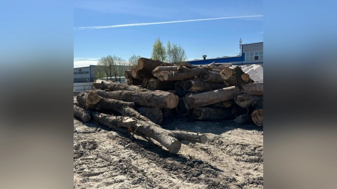 Прокуратура Петербурга добилась взыскания 500 тысяч рублей за вырубку деревьев