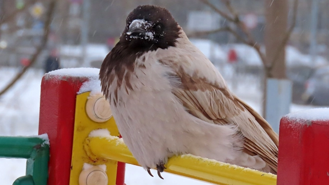 Орнитолог прокомментировал "появление" в Петербурге коричнево-бежевых ворон