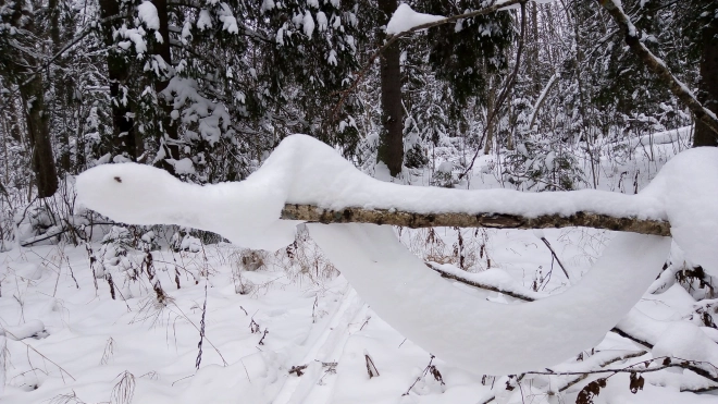 Грибники обнаружили снежную змею в лесах Ленобласти