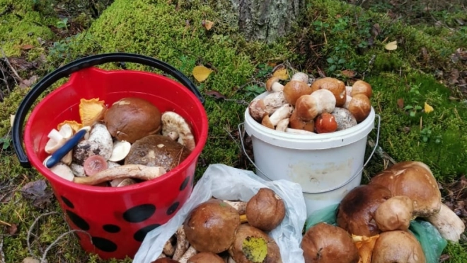 В Ленобласти после сильных дождей грибники собрали более 100 грибов