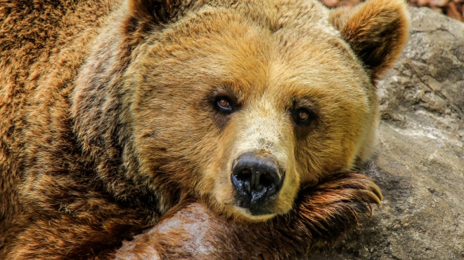 Росприроднадзор Ленобласти рассказал, как вести себя при встрече с медведем
