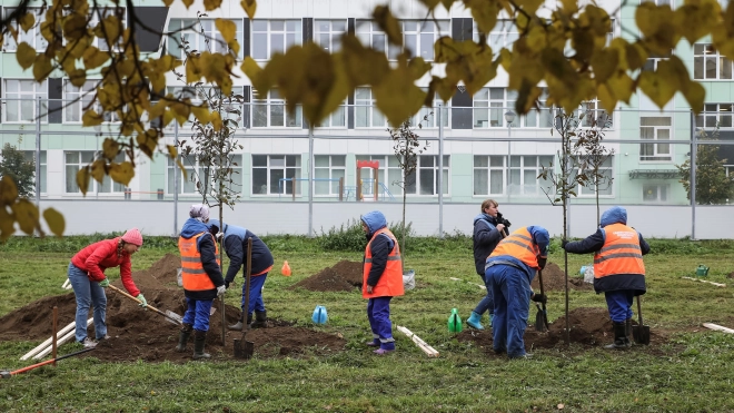 На прошлой неделе в Петербурге высадили более 1100 деревьев и 3700 кустарников