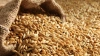 РФ во второй половине июля повысила экспорт зерна