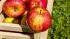 Россельхознадзор выявил попытку ввоза в РФ 18 тонн "санкционных" яблок из Польши
