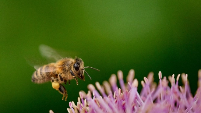 Климатические изменения стали причиной исчезновения пчел и шмелей 