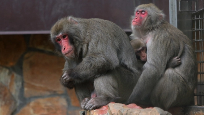 В Ленинградском зоопарке отметили международный день приматов