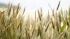 В РФ одобрили введение тарифной квоты на вывоз зерновых