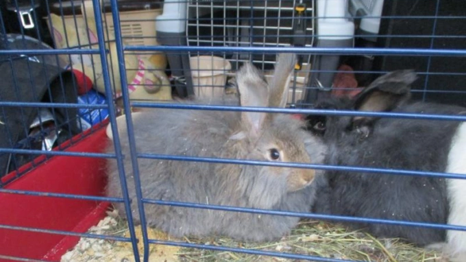 Четыре ангорских кролика отправились из Петербурга в Сахалинскую область