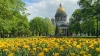 В Петербурге зацвели тюльпаны