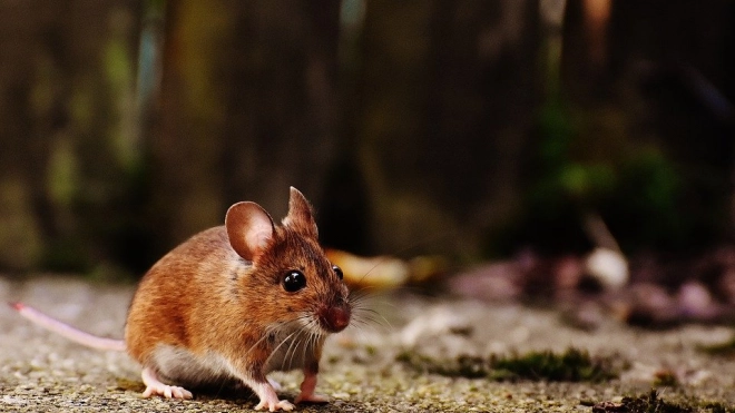 Ученые выяснили, что мыши могут контролировать выбросы дофамина в мозге 