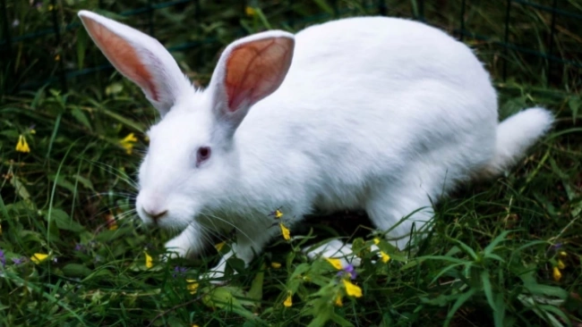 Почти 50 кроликов в Петербурге ищут новый дом