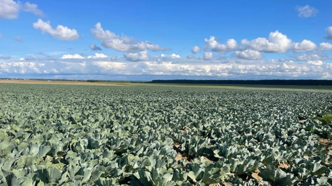 Зампред правительства Ленобласти по АПК уверен в хороших урожаях в Всеволожском районе