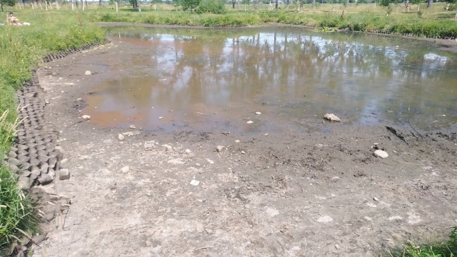В Парголово в высохшем пруду гибнут утята и рыба