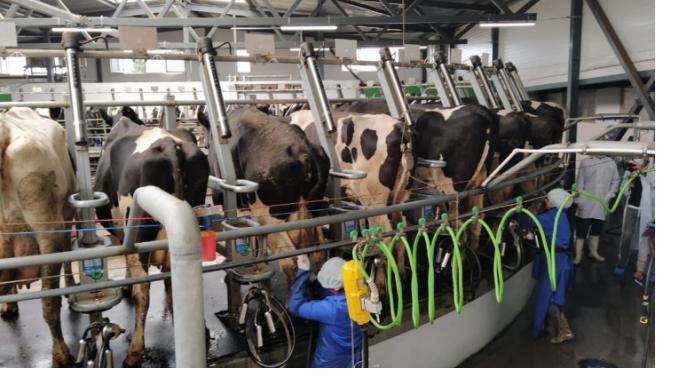 Производство молока в Тосненском районе планируют увеличить до 42 тонн в сутки 