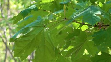 СПП "Нарвское" приобретет саженцы на 15,8 млн рублей для трех районов Петербурга