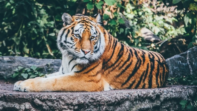 В крымском зоопарке тигр откусил палец годовалому ребенку