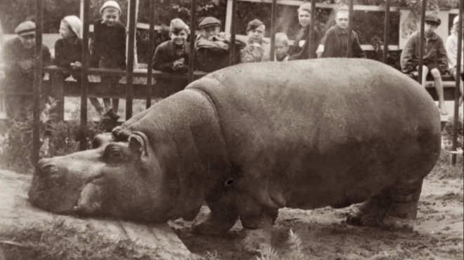 В Ленинградском зоопарке открылась экспозиция "Зоосад в годы блокады"