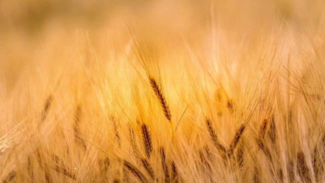 Индия ввела запрет на экспорт пшеницы: мнение экспертов