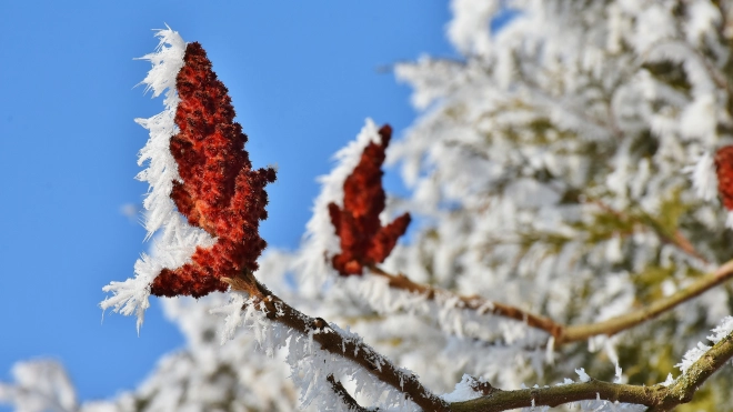В Ленобласти 15 ноября ожидается налипание мокрого снега