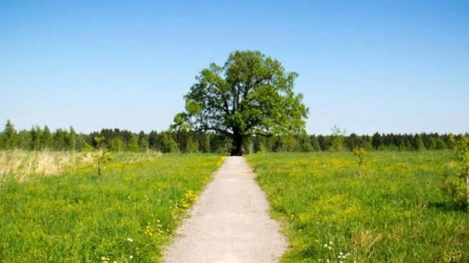 200-летний дуб из Ленобласти может стать главным деревом года в России