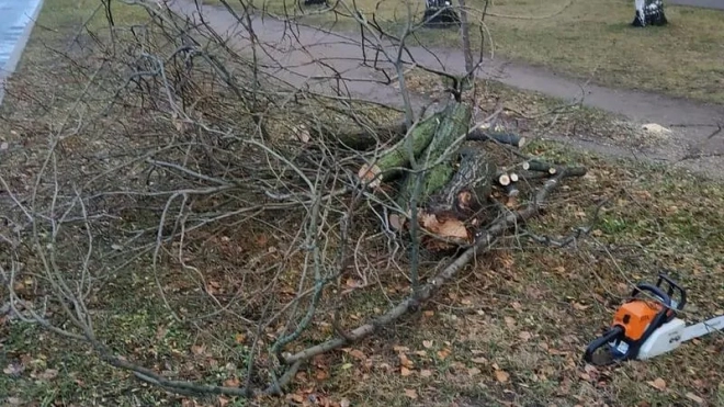 Стало известно, сколько деревьев упало в Петербурге во время сильного ветра