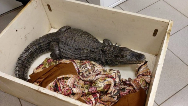 В Ленобласти беременная самка крокодила обратилась в ветклинику