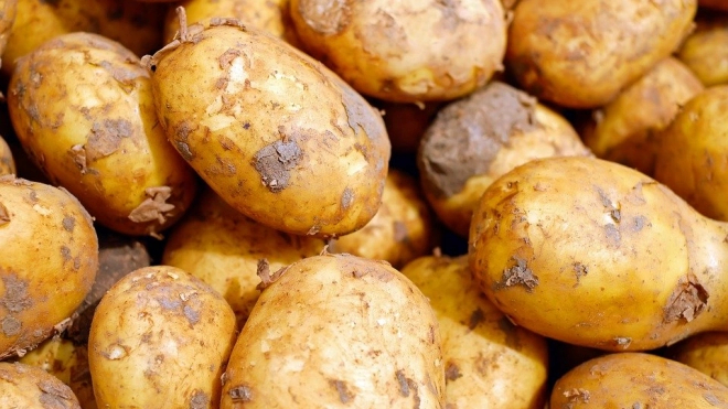 В Ленобласти продавщица картошки украла у пенсионерки 160 тысяч рублей