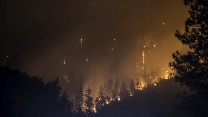 В Сосновом Бору больше суток тушат лесной пожар