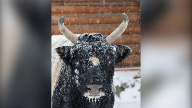 Петербургский бык Мааны готовится сложить полномочия как символ года