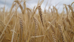 Экспортные цены на пшеницу из России резко выросли