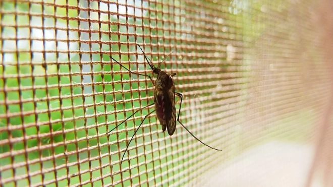 Ученые рассказали, почему не стоит бояться нашествия комаров в Петербурге и Ленобласти