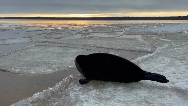 С начала 2021 года в Петербурге спасли 19 тюленей