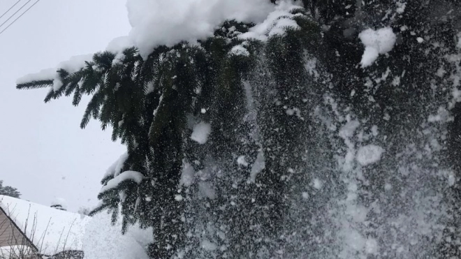 В отдельных районах Ленобласти ожидается налипание мокрого снега