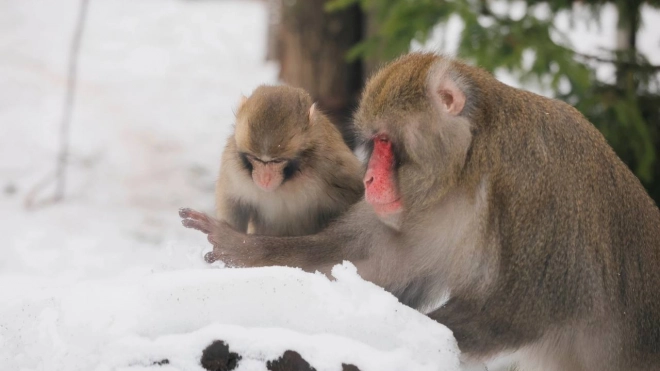 Ленинградский зоопарк показал радующихся зиме японских макак