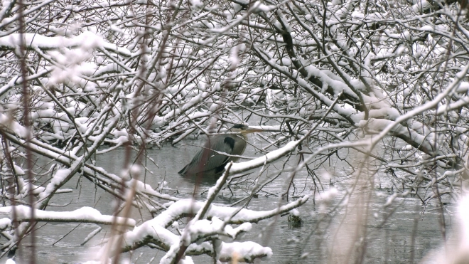 Более 30 серых цапель остались зимовать в Ленобласти