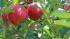 Россельхознадзор вводит ограничения на поставки яблок из Брестской области Белоруссии