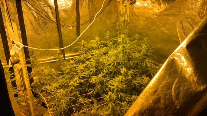 Четырех подозреваемых в выращивании и продаже растительного наркотика задержали в Петербурге