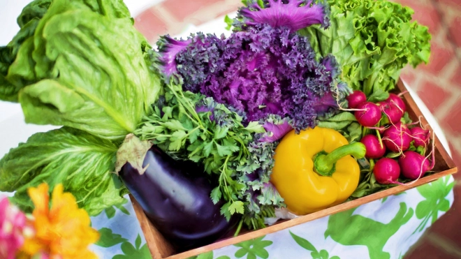 Цены на овощи в Ленобласти рухнули в конце лета