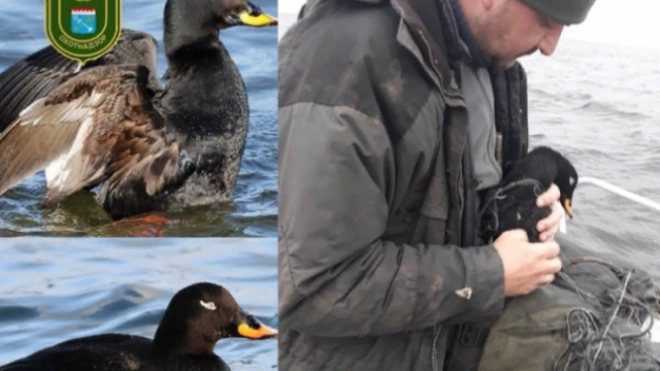 На Ладоге спасли пять редких черных уток, которые запутались в сетях