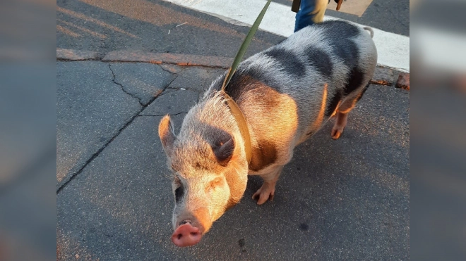 В Центральном районе заметили свинью на поводке